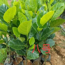 泰国8号菠萝蜜苗……