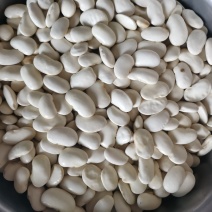 云南大白豆无霉豆无虫豆无杂质豆新豆无虫豆