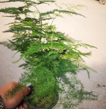 [文竹批发]文竹 铁杆文竹 基地直接供应 质量好 价格低价格1.