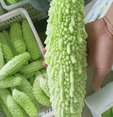 福建漳州苦瓜白苦,白珍珠,量大从优现摘现发 来电有惊喜