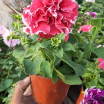 重瓣牵牛，混色发货花头大漂亮好卖，一手货源