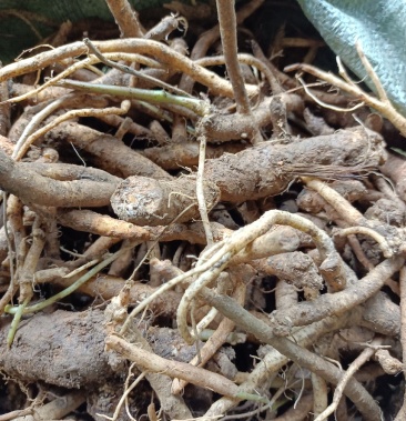 土党参贵州野生一手货源提前订货质量保欢迎广大客户订购