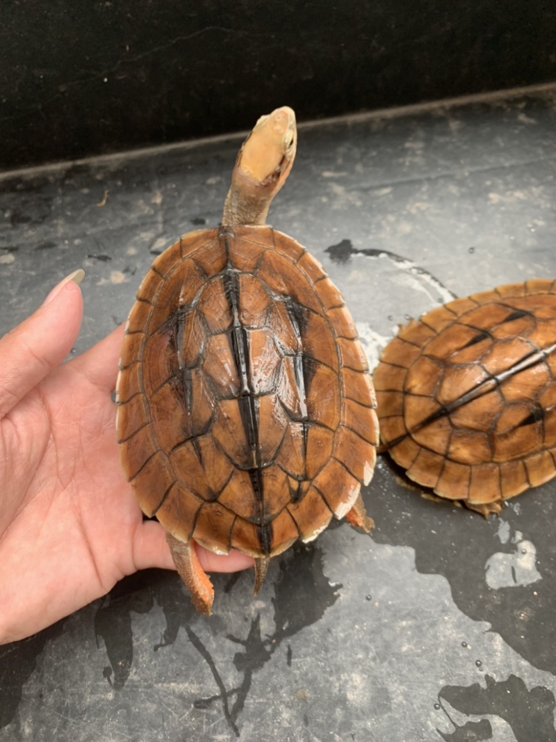 乌龟,越南米底碌,4.5两