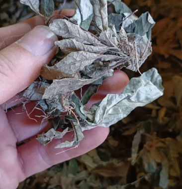 白花地胆头白背草干货