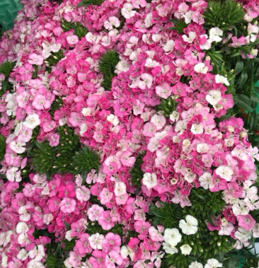 大扎相思梅粉色1扎