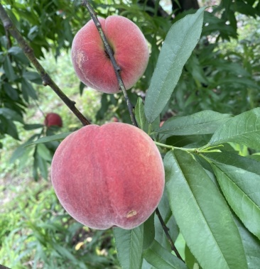 [桃批发]红花桃价格2.40元/斤 - 一亩田