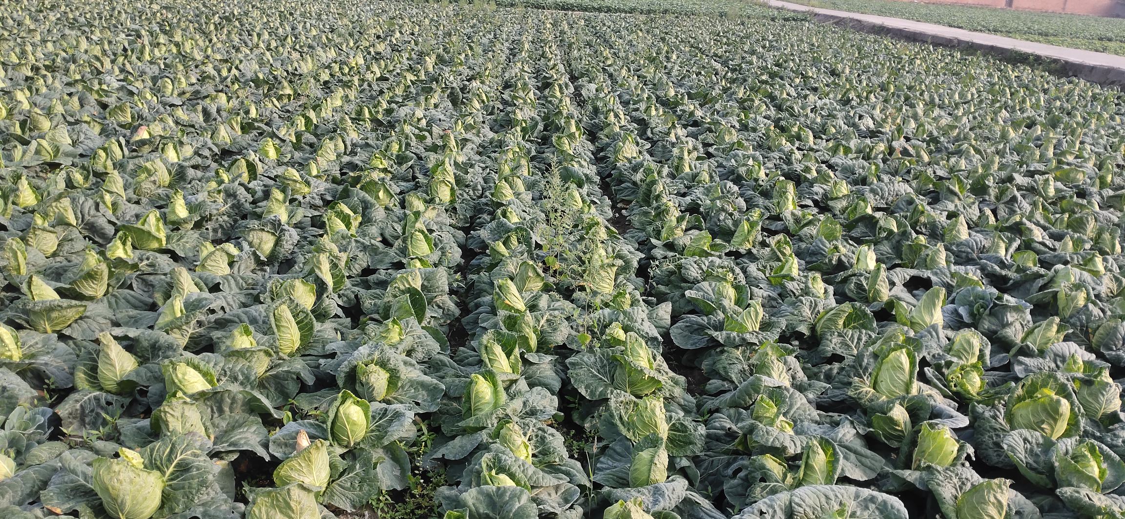 牛心甘蓝的形态展示