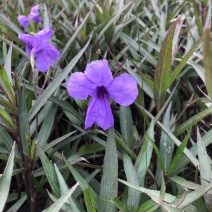 翠芦莉兰花草蓝花草翠芦莉兰花草蓝兰草