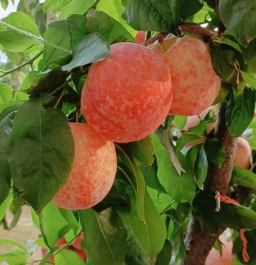 大棚幸运李子黑霸李子