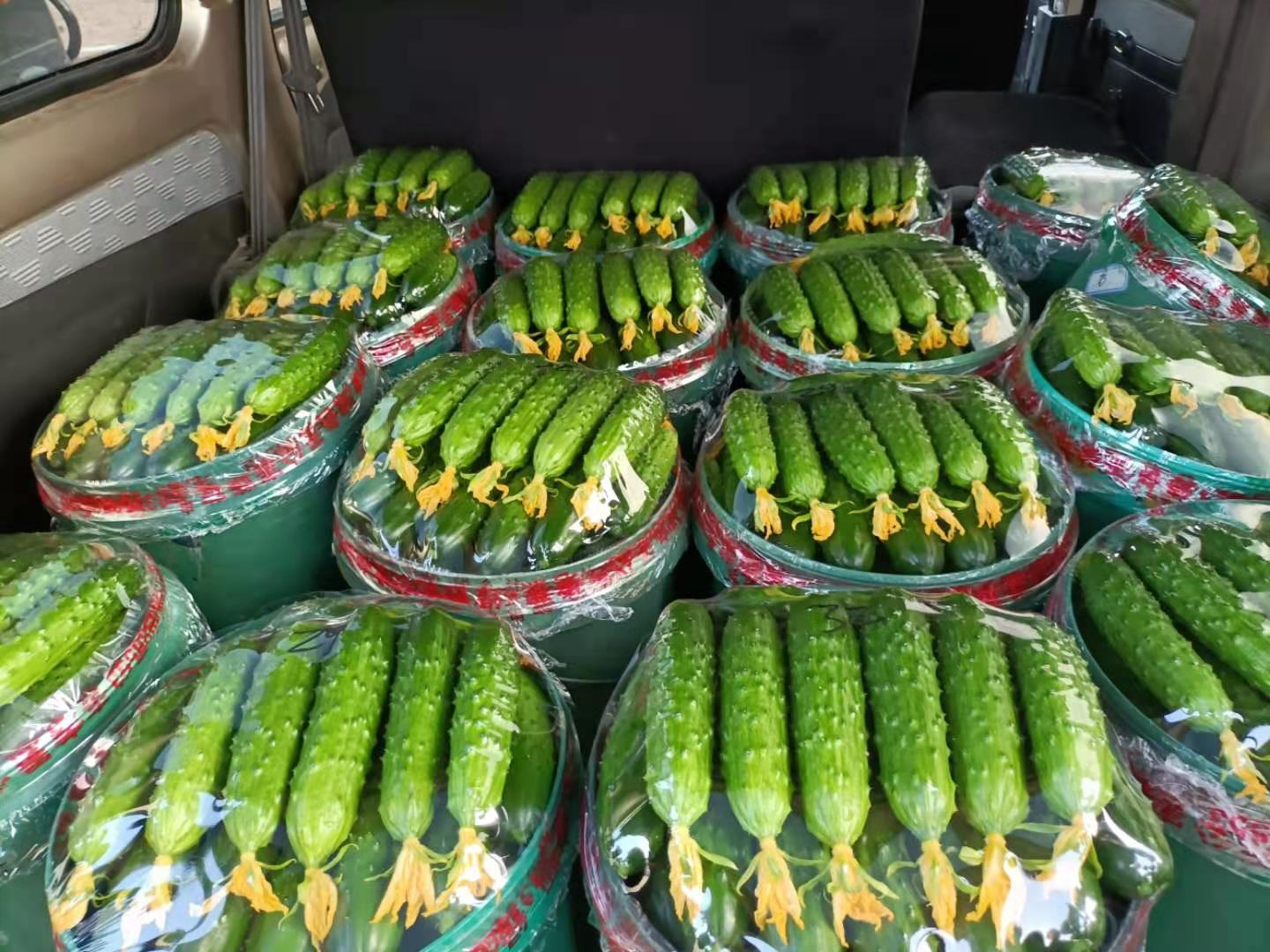 旱黄瓜采摘与包装现场