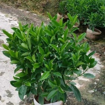 长期出售非洲茉莉灰莉箐黄果