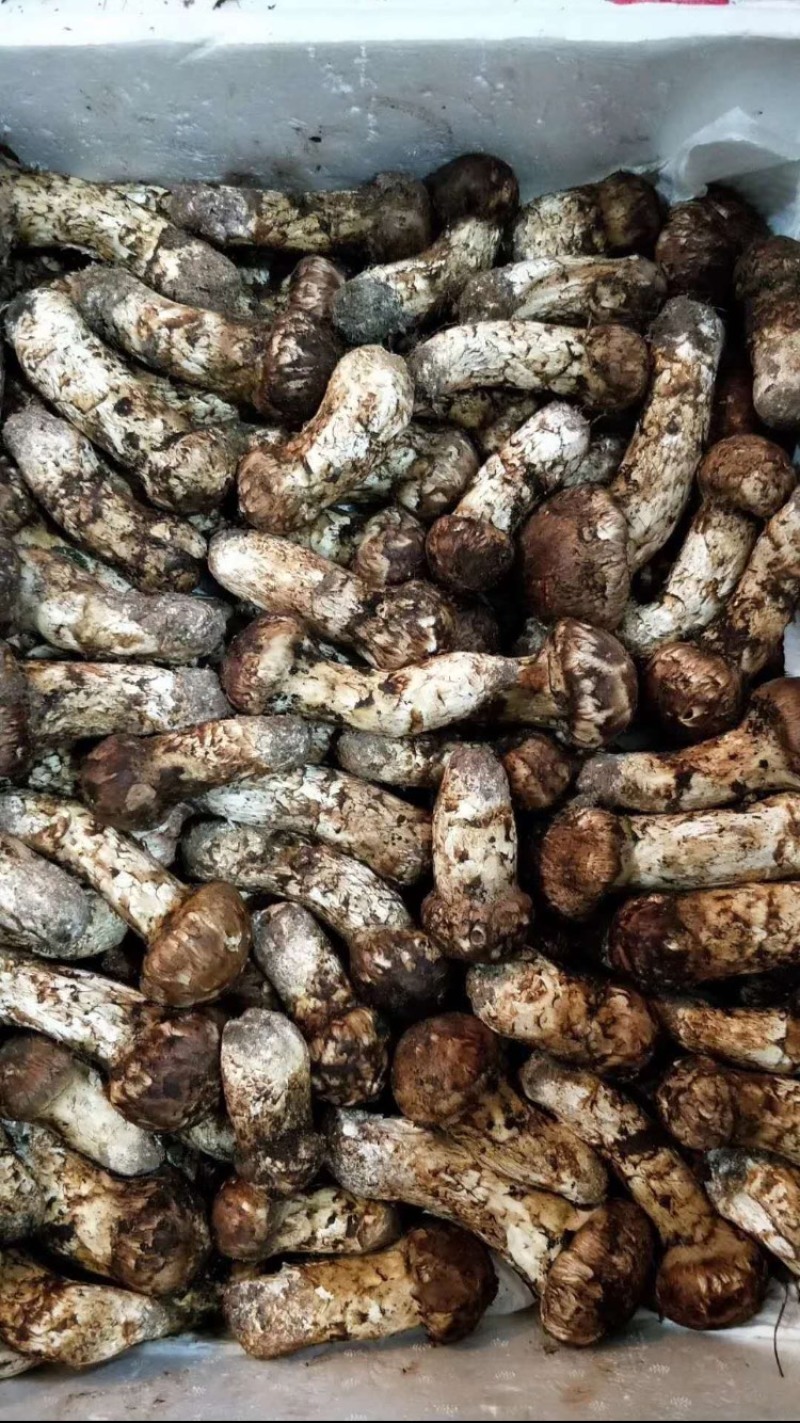 四川甘孜丹巴县松茸 168.00元/斤新鲜松茸,七月