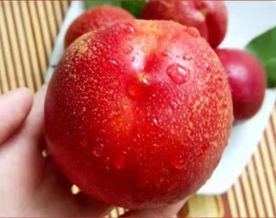 展示突围桃的果型特征,圆形或略扁圆形,果皮光滑、色泽鲜艳 突围桃果型展示