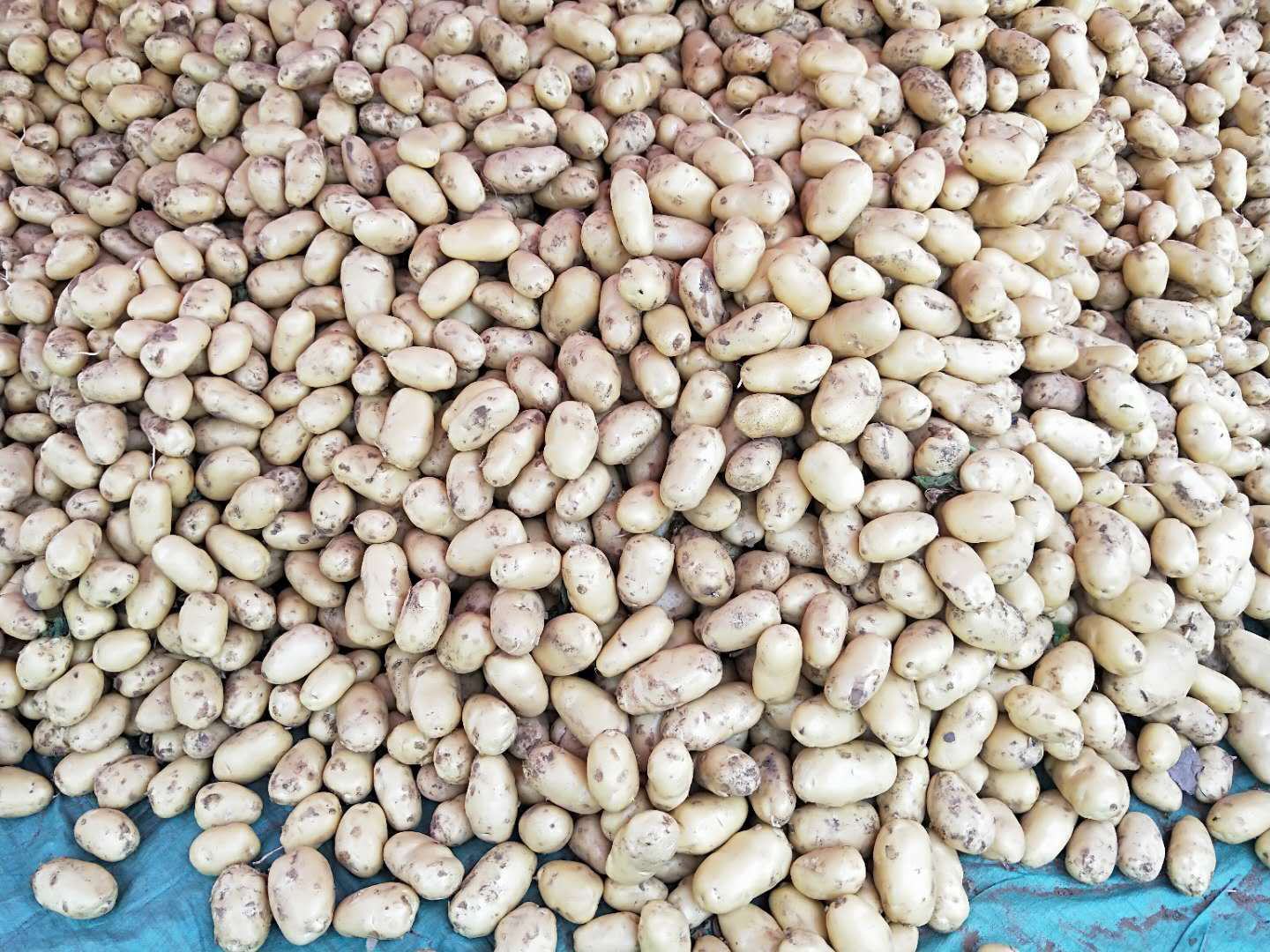 荷兰十五土豆烹饪成品展示