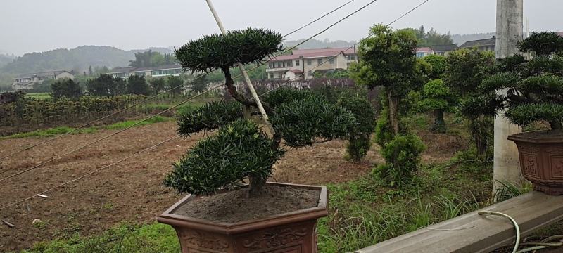 造型松造型黑松基地山东莱芜常青藤园林口碑好