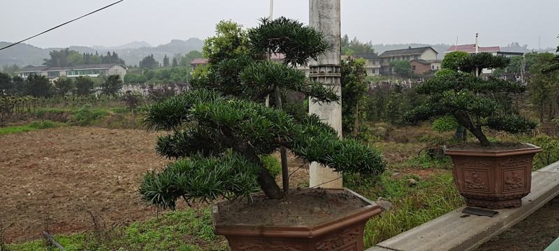 造型松移栽种植注意事项