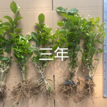 横县茉莉花苗/1-4年空运包邮/现挖现发/全国发货