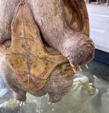 老鳄鱼龟煲汤龟批发6斤30斤老鳄鱼龟煲汤龟