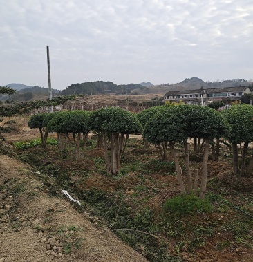 [杨梅树批发]丛生杨梅树价格3800.00元/棵 - 一亩田