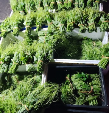 佛手手苗龙须菜批发零售