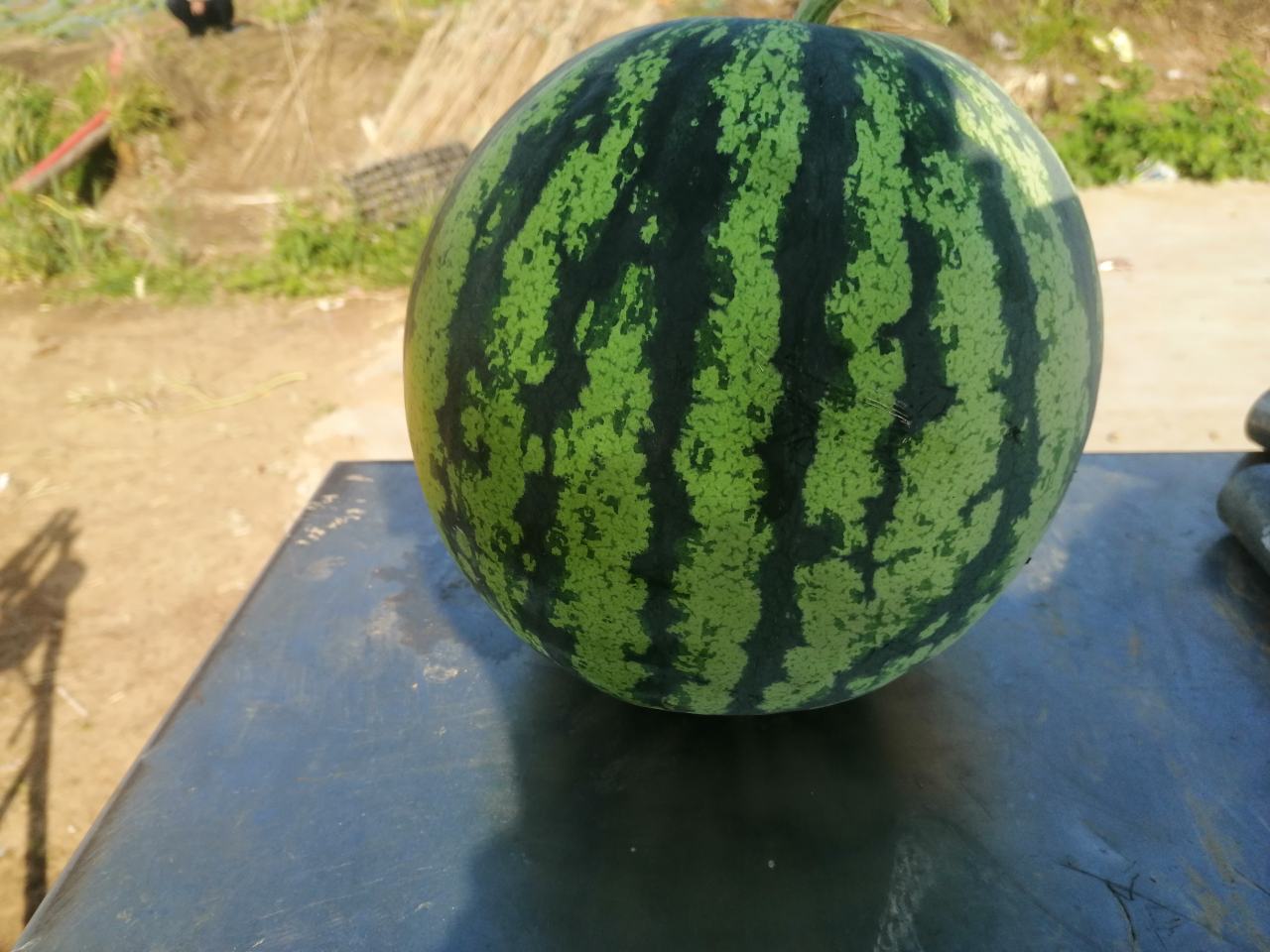 家庭野餐桌上摆放切好的无籽西瓜拼盘