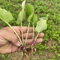 自繁牧草华夏神菊教授菊高蛋白草金牧粮草香槟草种子
