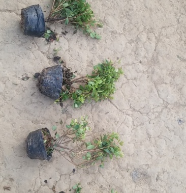 精品夏娟夏娟苗直销量大供应夏娟毛娟规格齐全