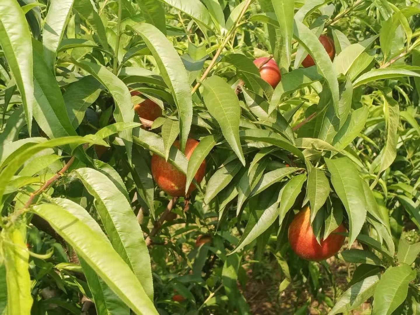 山西交口县油松林秋季球果成熟实景，镜头聚焦枝头呈淡褐色、鳞片微张的成熟球果，背景可见典型吕梁山石灰岩裸露地貌与梯田式造林带