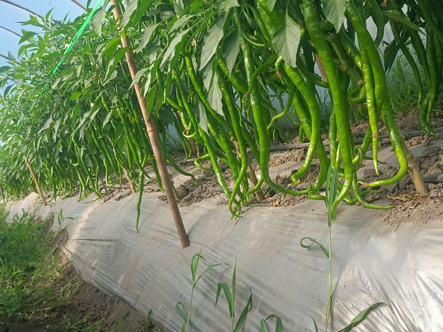 山东寿光标准化温室种植翠锋一号薄皮青尖椒