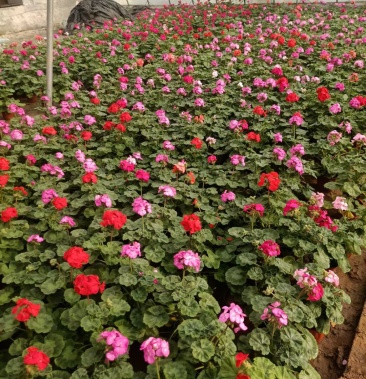 [天竺葵批发]天竺葵价格1.50元/棵 - 一亩田