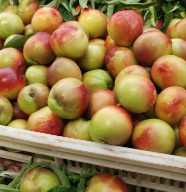 河南内乡万亩水果基地油桃518曙光油桃中油系列品种齐