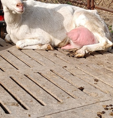 萨能奶山羊头胎怀孕母羊二胎怀孕母羊种公羊羊苗