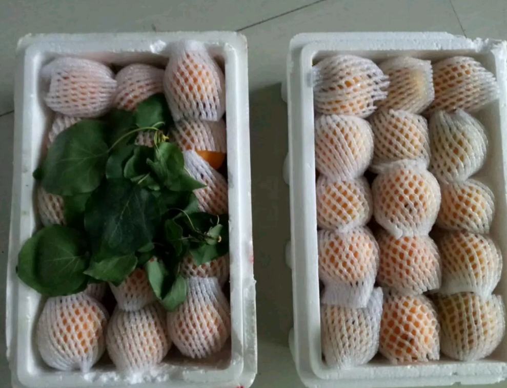 凯特大黄杏标准化包装场景：透明PET礼盒装，每盒6枚精选果，果面贴有溯源二维码标签，背景为现代化分选流水线，工人正进行人工复检