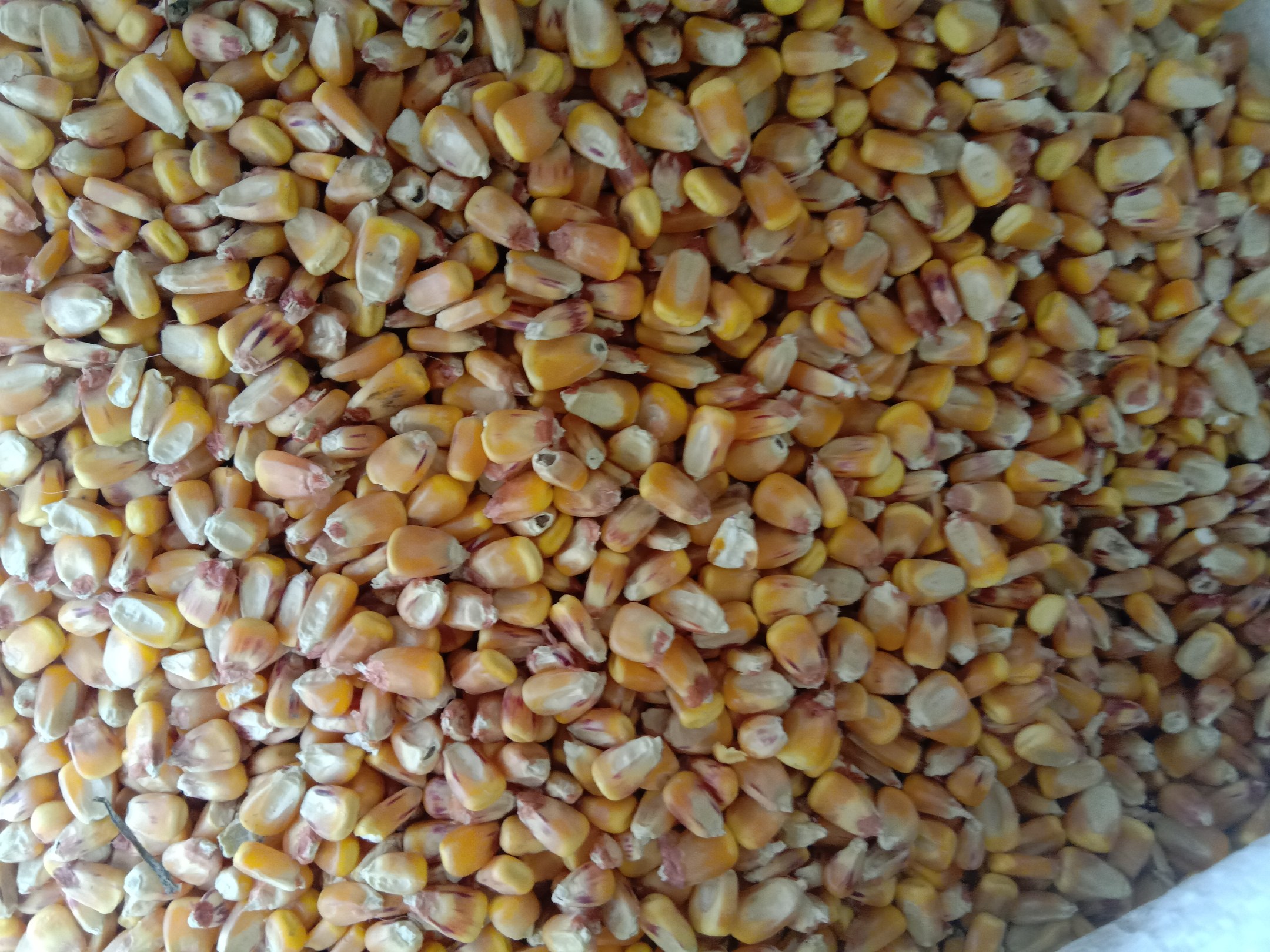 展示玉米粒的外皮与内部结构,突出其高纤维特性 玉米结构图解