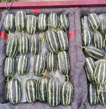 [博洋甜瓜批发]赶集拉瓜的小客商们赶快来山东 聊城