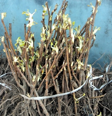 [批发]黑加仑树苗小苗价格0.10元/棵 - 一亩田