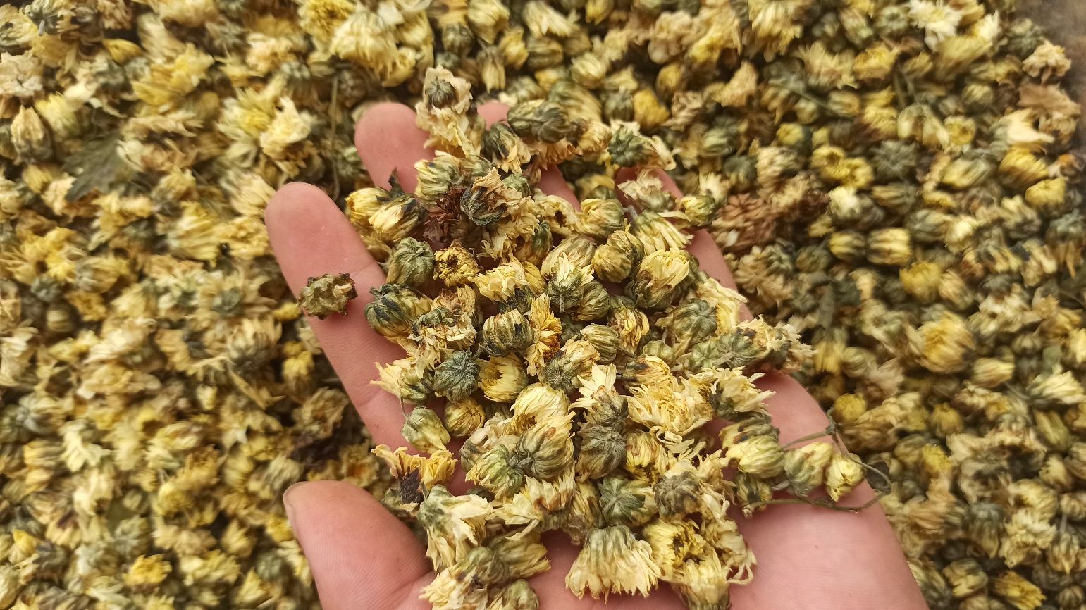 血胎菊冲泡过程展示图