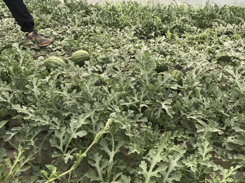 红瓤拇指西瓜种植场景