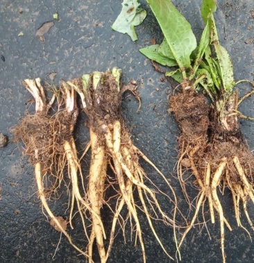 食叶草高产速长高蛋白一次性种植30年生种苗饲料喂养,蔬菜