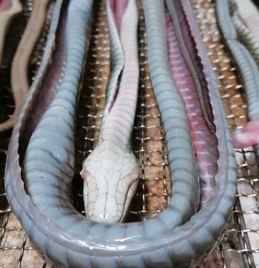 [乌梢蛇批发]乌梢蛇干价格450.00元/斤 - 一亩田