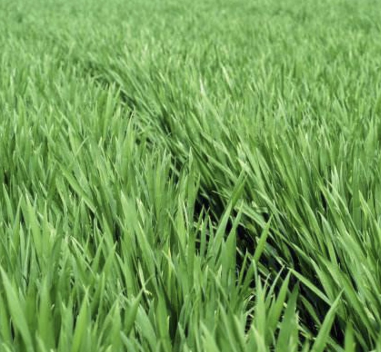 农民在田间查看小麦长势