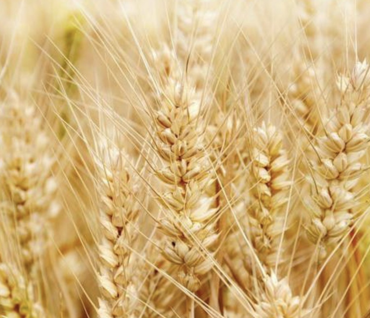 三门峡小麦丰收场景