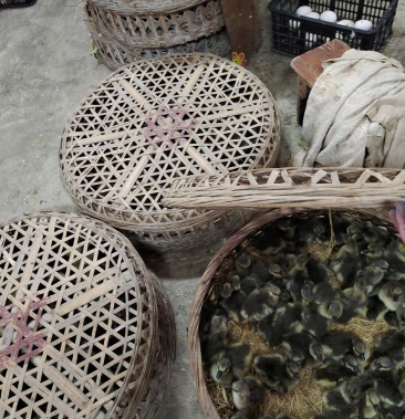 [批发]清远乌鬃鹅苗价格23.00元/个 - 一亩田