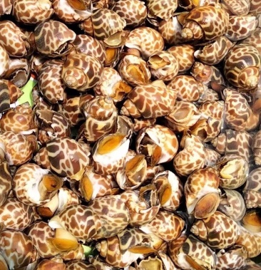 大花螺无冰鲜活速冻贝类花螺无臭子东风螺烧烤火锅食材