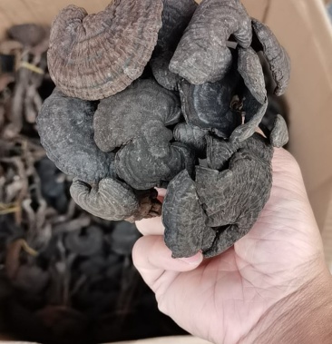 (包邮)血灵芝 香血灵芝 棺材灵芝