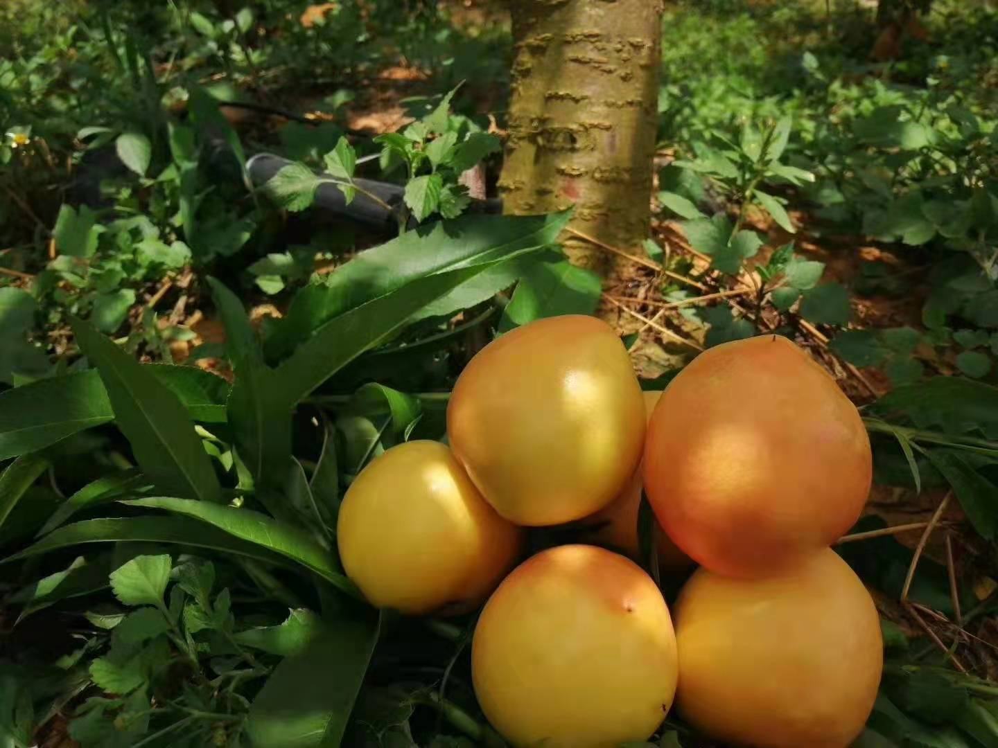 黄橘油桃果园实景