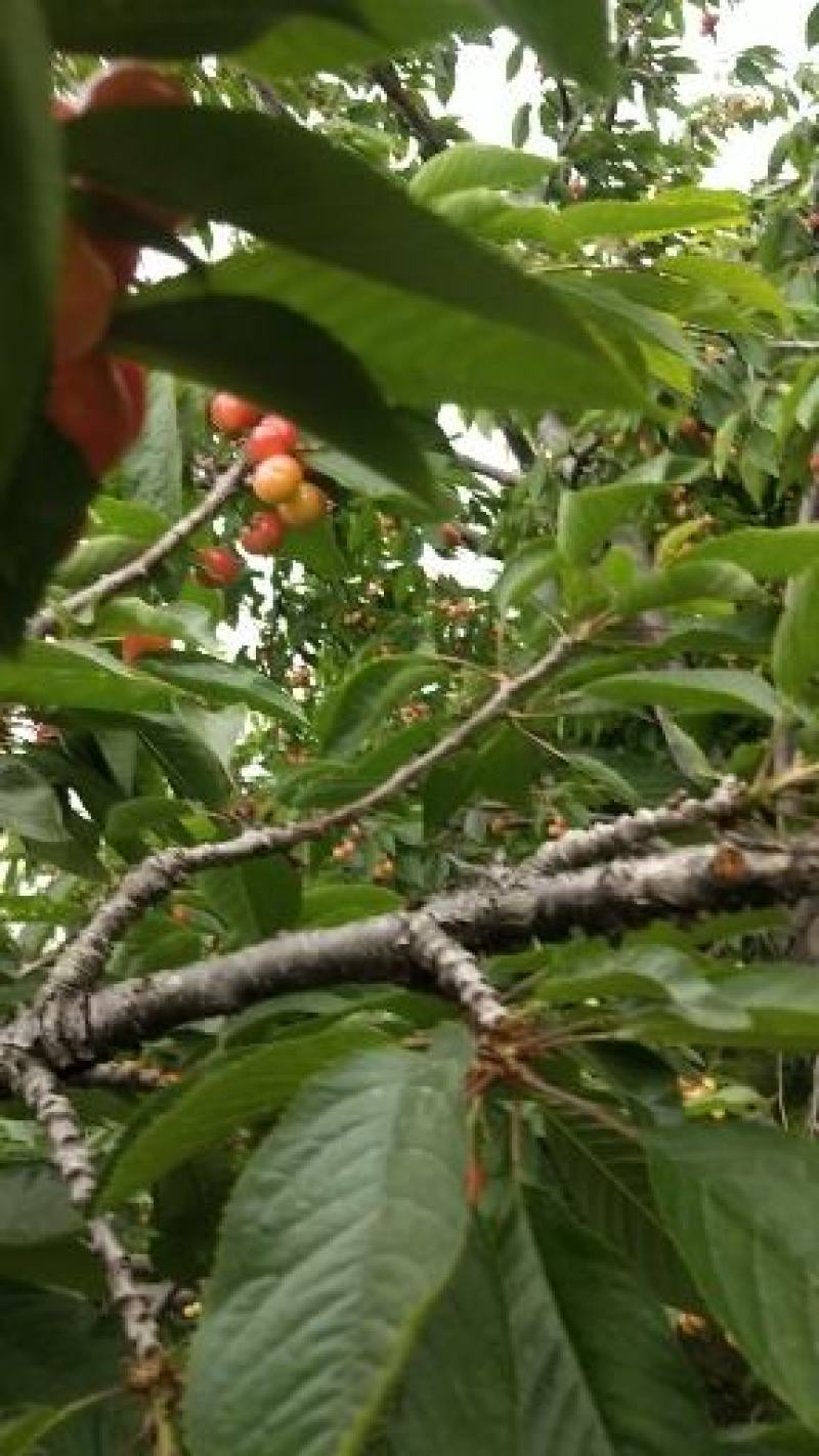 中国樱桃第一镇天宝镇美早上市