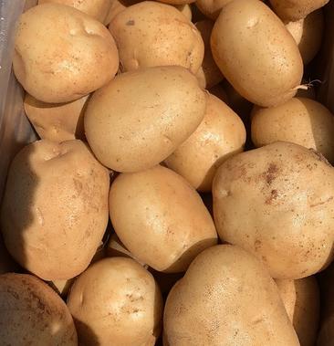 [土豆批发]丽薯6号精品货价格055元/斤 