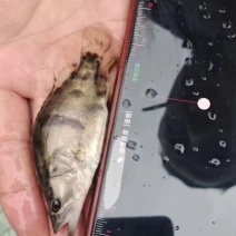 鳜鱼