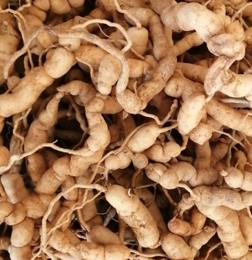 深山靓野生巴戟天煲汤和泡酒的好材料